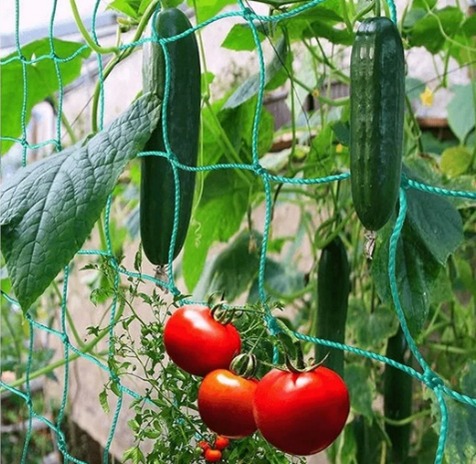 Tomato Trellis